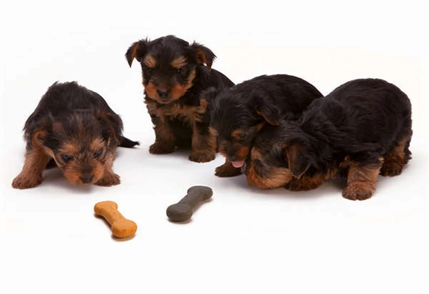 Meu Cachorro Não Come: 7 Razões e Soluções Imediatas