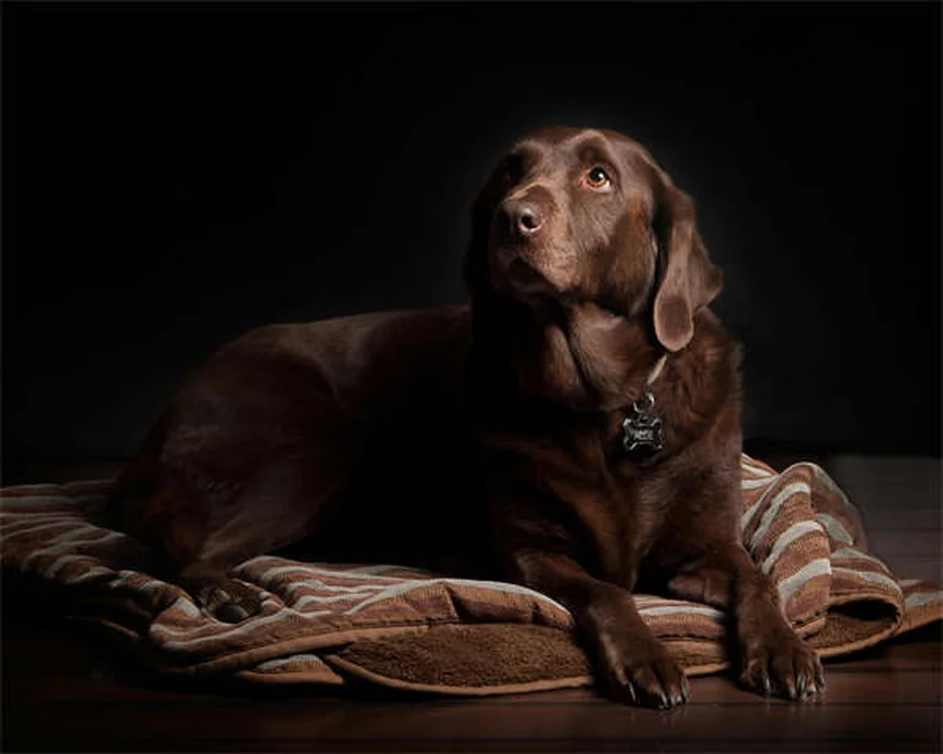Meu Cachorro Não Come: 7 Razões e Soluções Imediatas