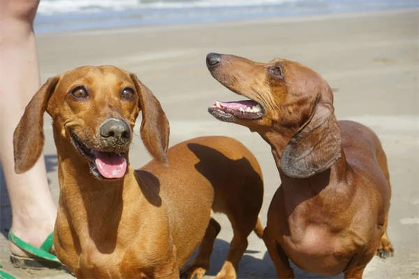 Os 18 cães mais inteligentes do mundo: descubra se o seu está na lista!