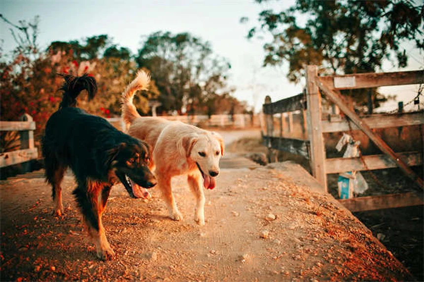Os 18 cães mais inteligentes do mundo: descubra se o seu está na lista!