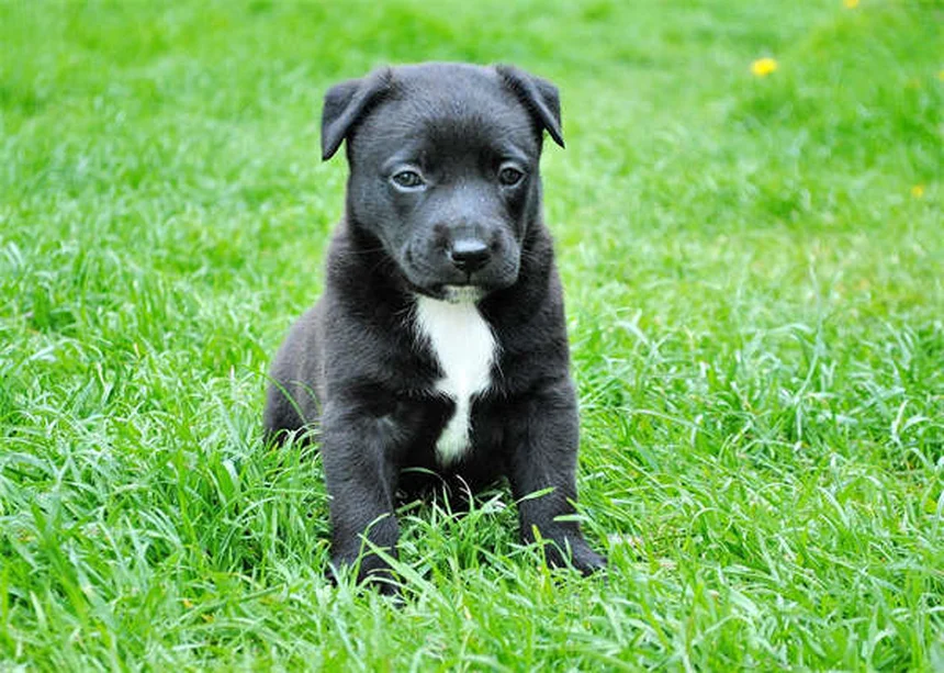Por que os cães lambem o ar? Descubra os 7 motivos surpreendentes!