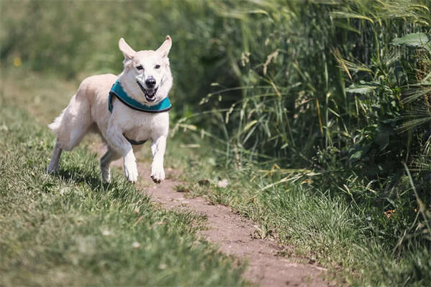 Vacina contra raiva para cães: guia completo e obrigatório