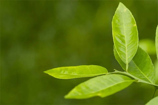 Como proteger seu pet de pulgas e carrapatos: guia completo