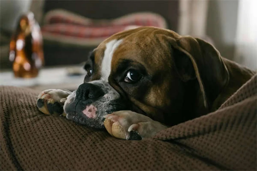 Quanto tempo vive um furão? Descubra como prolongar a vida do seu pet!