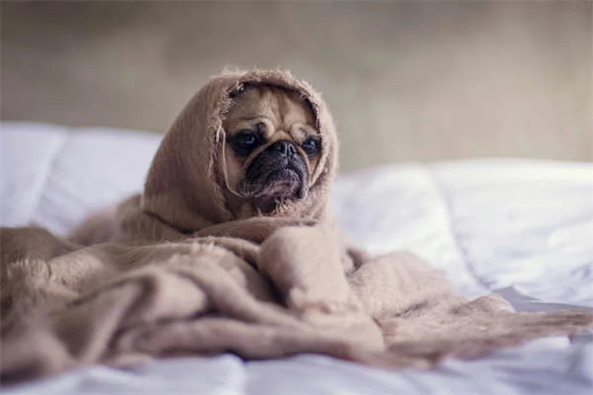 Quanto tempo vive um furão? Descubra como prolongar a vida do seu pet!