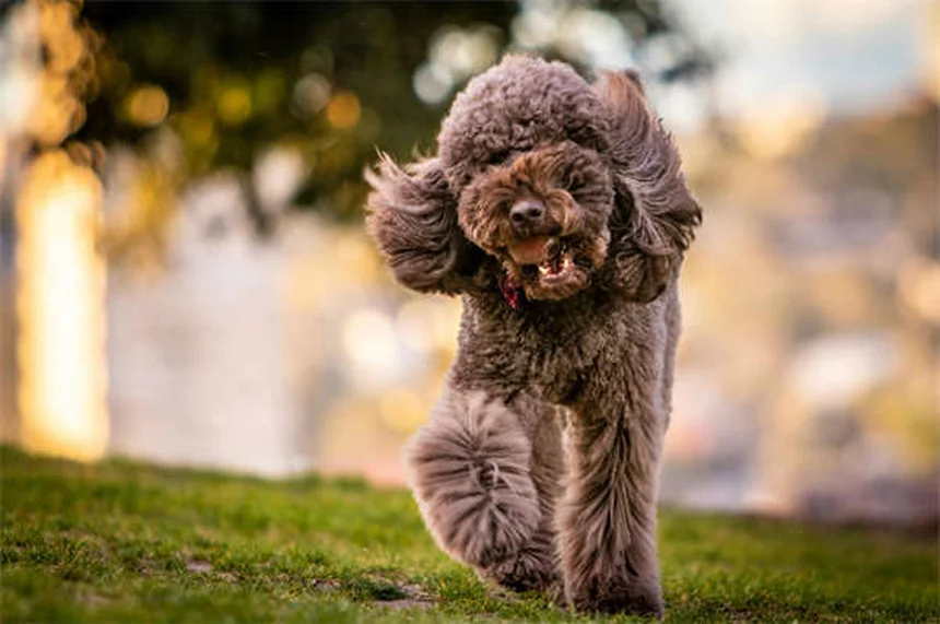 Vacinas para cães: guia completo para proteger seu pet