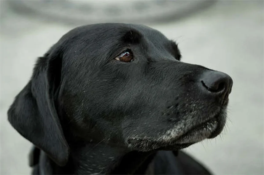 Vacinas para cães: guia completo para proteger seu pet