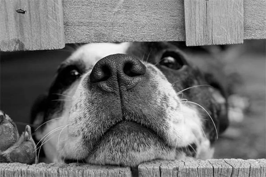 Vacinas para cães: guia completo para proteger seu pet