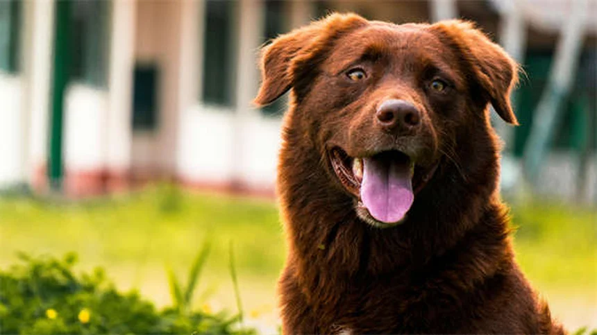 Vacinas para cães: guia completo para proteger seu pet