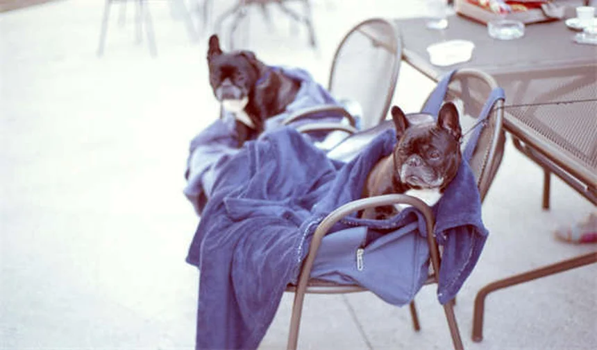 5 Riscos da Anestesia em Pets que Todo Dono Precisa Saber