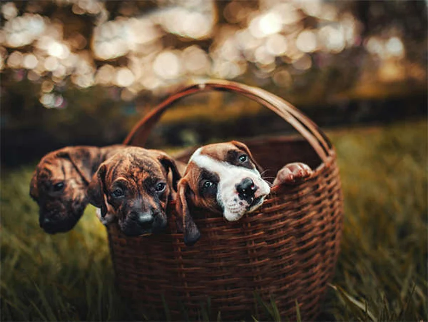 Como Escolher o Cão Perfeito: 7 Dicas Essenciais Para Acertar