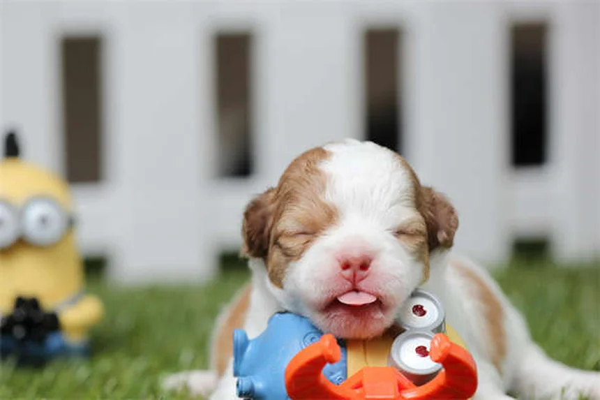 Como Escolher o Cão Perfeito: 7 Dicas Essenciais Para Acertar