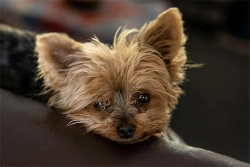 Como Escolher o Cão Perfeito: 7 Dicas Essenciais Para Acertar