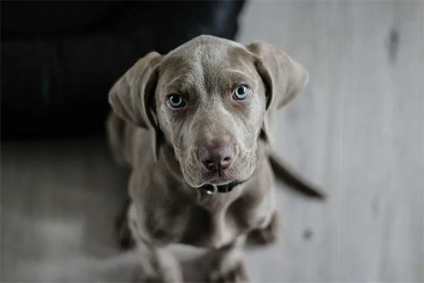 Cães de Serviço: Tudo o que Você Precisa Saber em 2024