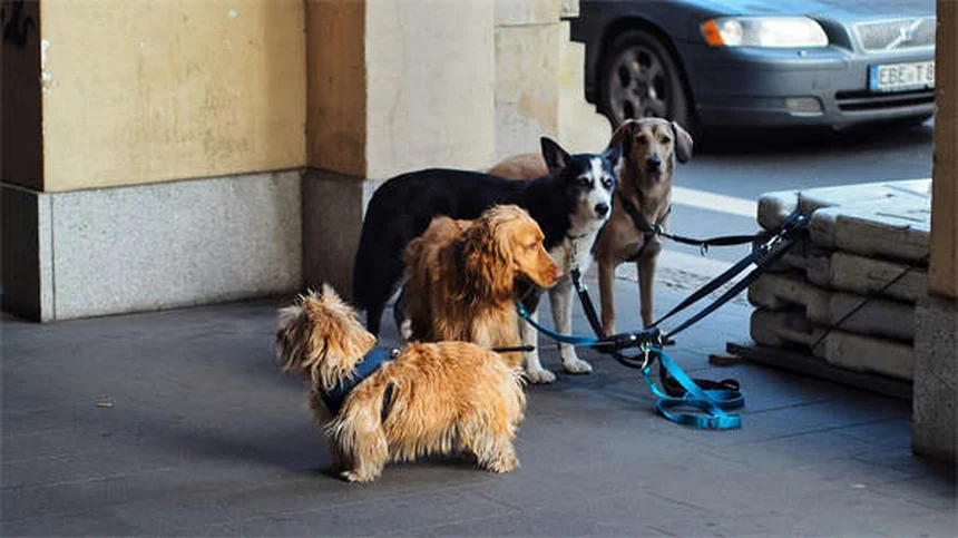 Cães de Serviço: Tudo o que Você Precisa Saber em 2024