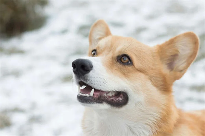 Aparelho para cachorro: quando é necessário e como funciona