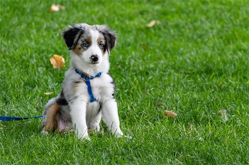O que é o cone da vergonha? Tudo sobre o acessório essencial para pets