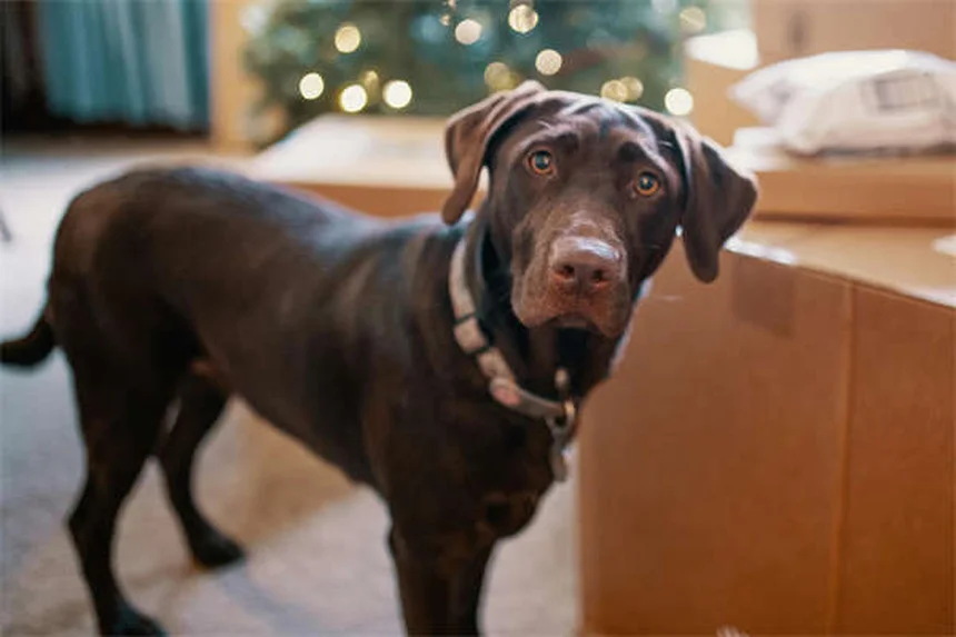O que é o cone da vergonha? Tudo sobre o acessório essencial para pets