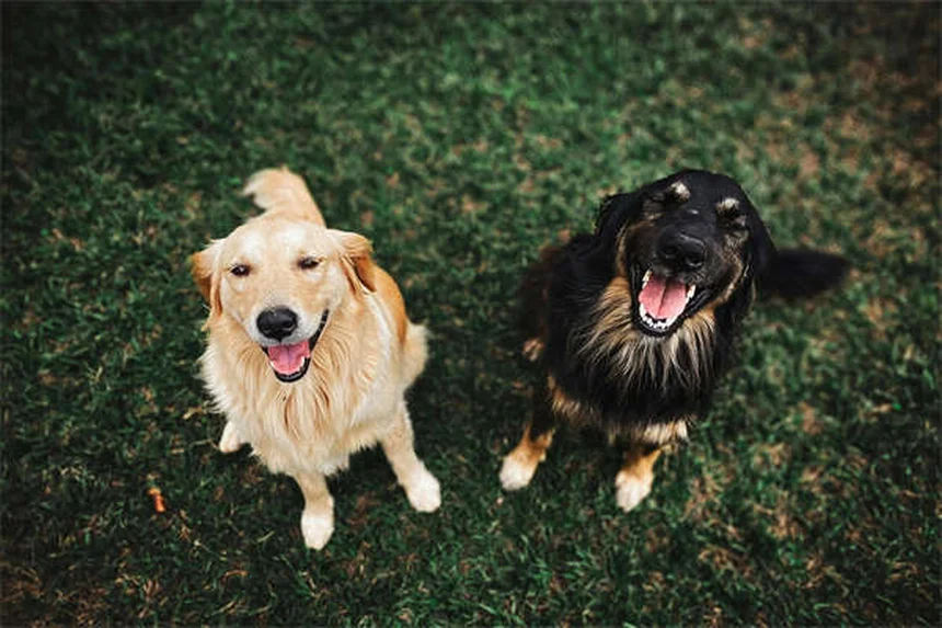 O que é o cone da vergonha? Tudo sobre o acessório essencial para pets
