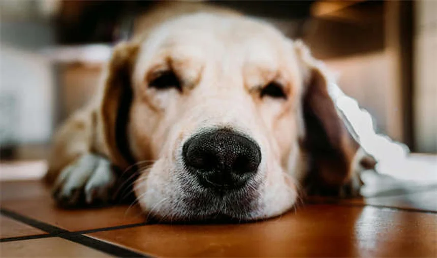 Como Cuidar do Seu Cão: 10 Dicas Essenciais para Donos de Pets