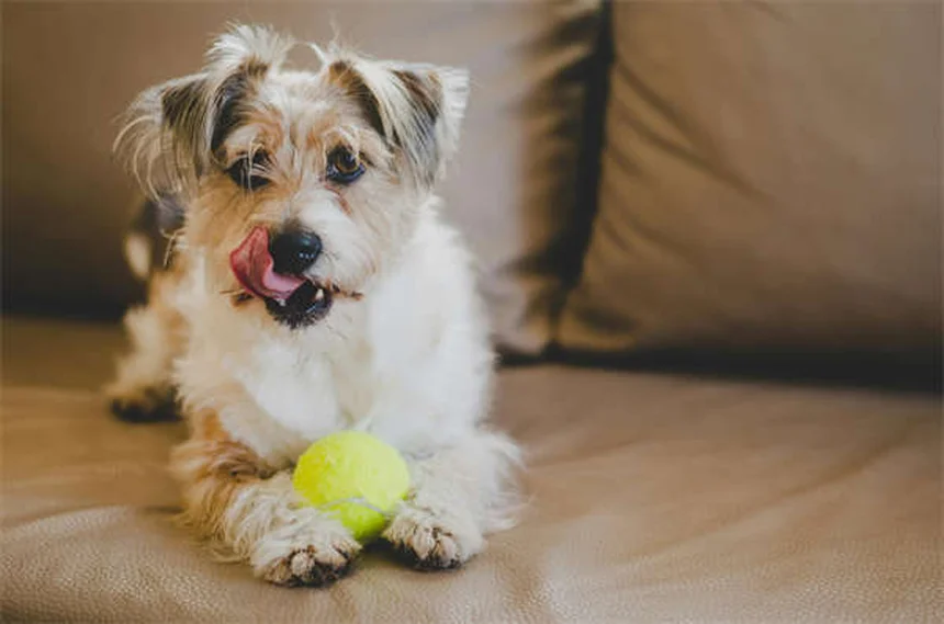 Flyball para cães: como começar este esporte divertido e cheio de energia