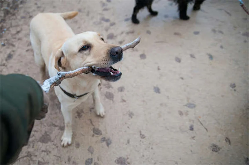 Flyball para cães: como começar este esporte divertido e cheio de energia