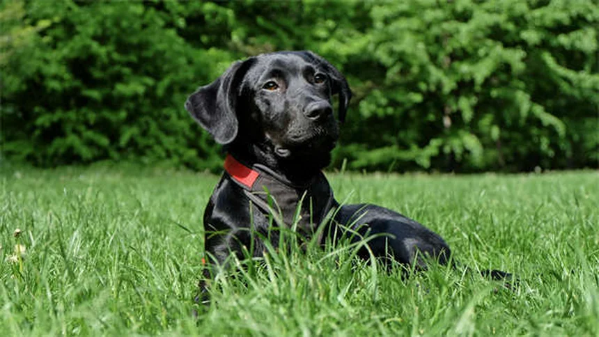 Botões de fala para cães: como ensinar seu pet a "falar"