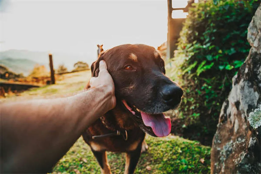 Botões de fala para cães: como ensinar seu pet a "falar"
