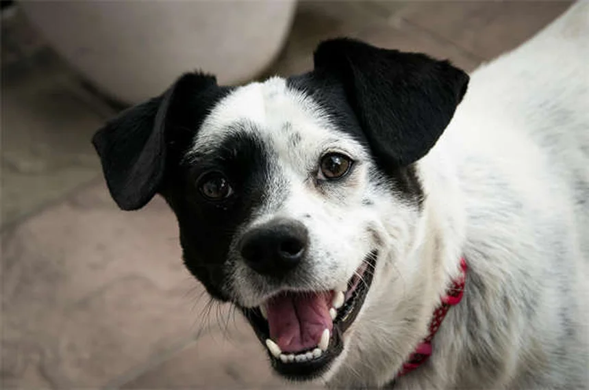 Botões de fala para cães: como ensinar seu pet a "falar"