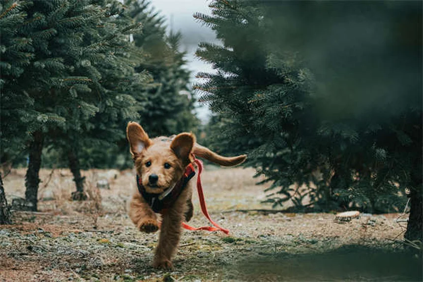 L-Carnitina para Cães: Tudo o Que Você Precisa Saber