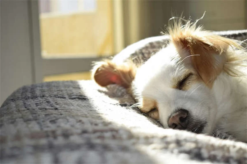 L-Carnitina para Cães: Tudo o Que Você Precisa Saber