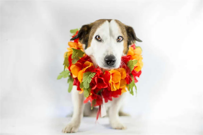 L-Carnitina para Cães: Tudo o Que Você Precisa Saber